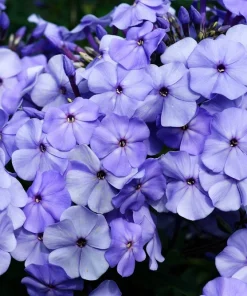 250 Dwarf Beauty Blue Phlox Drummondii Seeds - Fragrant Violet Blue Flower - Image 1