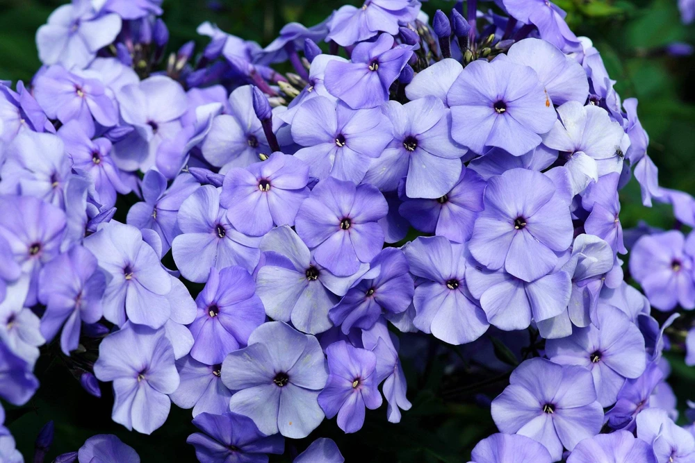 250 Dwarf Beauty Blue Phlox Drummondii Seeds - Fragrant Violet Blue Flower - Image 1