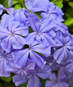 250 Dwarf Beauty Blue Phlox Drummondii Seeds - Fragrant Violet Blue Flower - Image 2