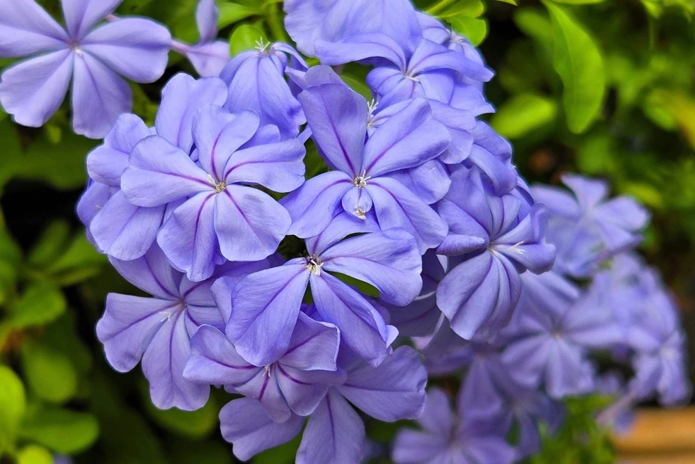 250 Dwarf Beauty Blue Phlox Drummondii Seeds - Fragrant Violet Blue Flower - Image 2