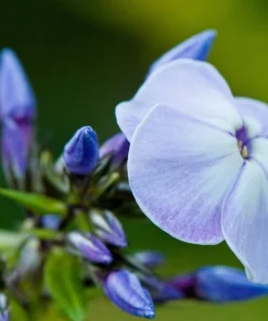 250 Dwarf Beauty Blue Phlox Drummondii Seeds - Fragrant Violet Blue Flower - Image 3