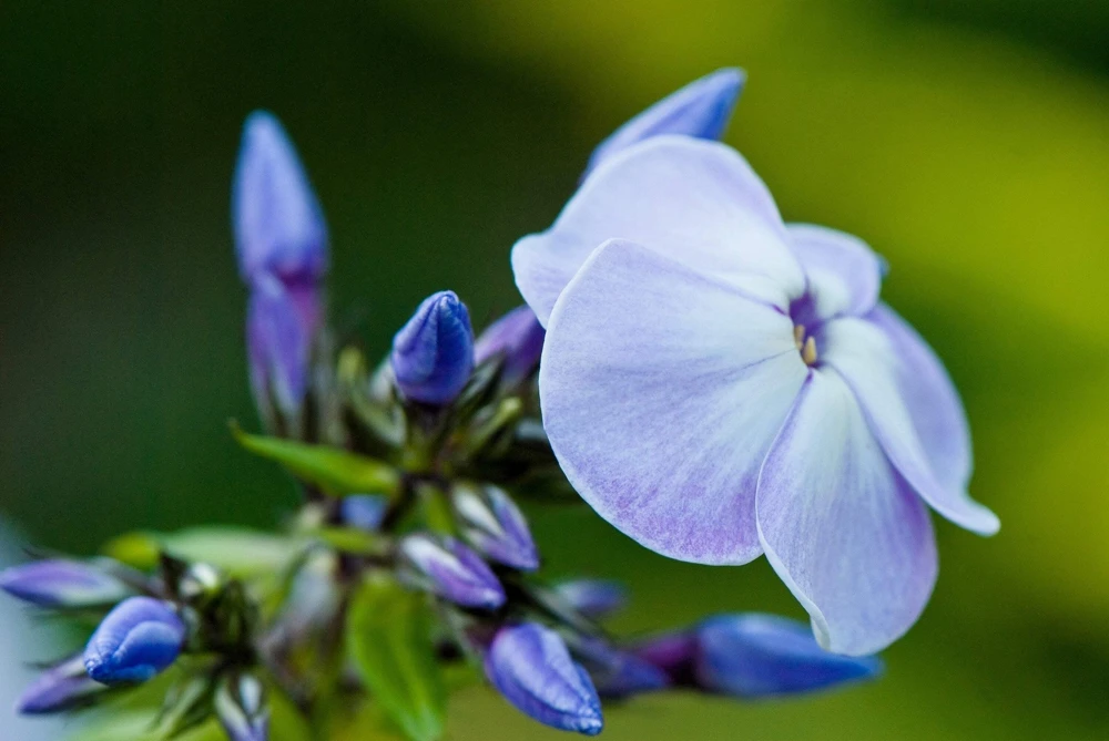 250 Dwarf Beauty Blue Phlox Drummondii Seeds - Fragrant Violet Blue Flower - Image 3