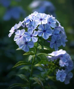 250 Dwarf Beauty Blue Phlox Drummondii Seeds - Fragrant Violet Blue Flower - Image 4