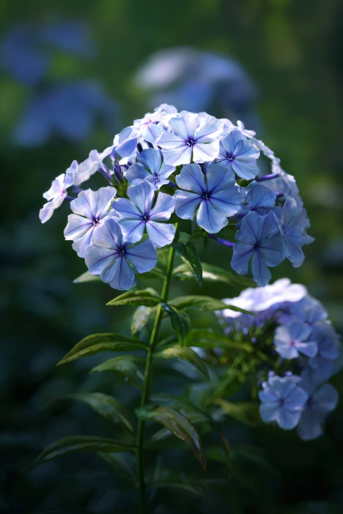250 Dwarf Beauty Blue Phlox Drummondii Seeds - Fragrant Violet Blue Flower - Image 4