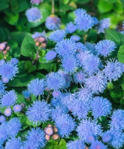 250 Dwarf BLUE BEDDER AGERATUM Floss Flower Ageratum Houstonianum Flower Seeds - Image 2