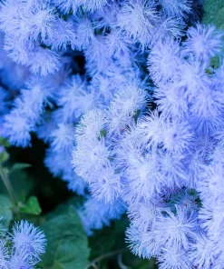 250 Dwarf BLUE BEDDER AGERATUM Floss Flower Ageratum Houstonianum Flower Seeds - Image 3