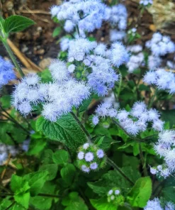 250 Dwarf BLUE BEDDER AGERATUM Floss Flower Ageratum Houstonianum Flower Seeds - Image 4