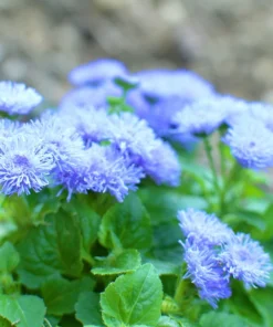 250 Dwarf BLUE BEDDER AGERATUM Floss Flower Ageratum Houstonianum Flower Seeds - Image 5