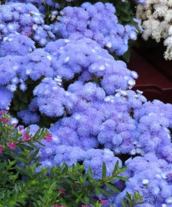 250 Dwarf BLUE BEDDER AGERATUM Floss Flower Ageratum Houstonianum Flower Seeds - Image 6
