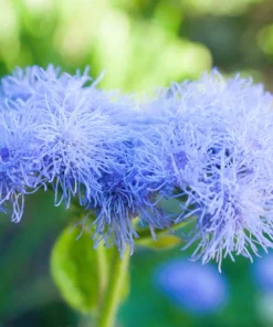 250 Dwarf BLUE BEDDER AGERATUM Floss Flower Ageratum Houstonianum Flower Seeds - Image 7