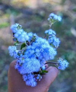250 Dwarf BLUE BEDDER AGERATUM Floss Flower Ageratum Houstonianum Flower Seeds - Image 8