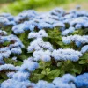 250 Dwarf BLUE BEDDER AGERATUM Floss Flower Ageratum Houstonianum Flower Seeds - Image 1