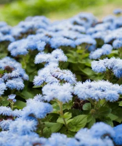250 Dwarf BLUE BEDDER AGERATUM Floss Flower Ageratum Houstonianum Flower Seeds - Image 1