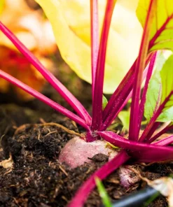 250 Early Wonder Beet Vegetable Seeds - Beta Vulgaris - Image 10