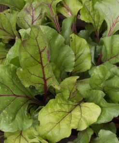 250 Early Wonder Beet Vegetable Seeds - Beta Vulgaris - Image 3