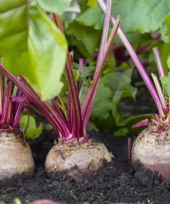 250 Early Wonder Beet Vegetable Seeds - Beta Vulgaris - Image 5