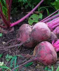 250 Early Wonder Beet Vegetable Seeds - Beta Vulgaris - Image 6