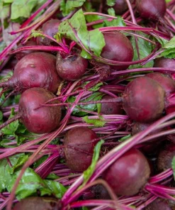 250 Early Wonder Beet Vegetable Seeds - Beta Vulgaris - Image 7