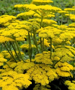 250 Golden Yellow Yarrow Achillea Filipendulina Flower Seeds - Outdoor Perennial - Image 2