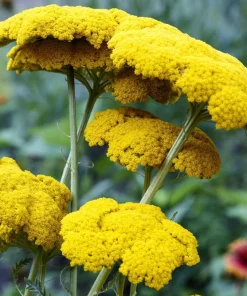 250 Golden Yellow Yarrow Achillea Filipendulina Flower Seeds - Outdoor Perennial - Image 5