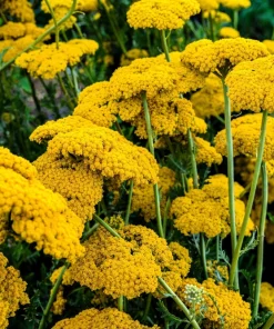 250 Golden Yellow Yarrow Achillea Filipendulina Flower Seeds - Outdoor Perennial - Image 6