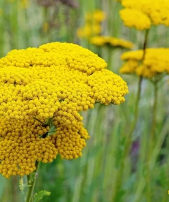 250 Golden Yellow Yarrow Achillea Filipendulina Flower Seeds - Outdoor Perennial - Image 7