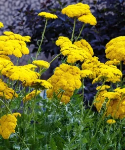 250 Golden Yellow Yarrow Achillea Filipendulina Flower Seeds - Outdoor Perennial - Image 9