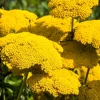 250 Golden Yellow Yarrow Achillea Filipendulina Flower Seeds - Outdoor Perennial - Image 1