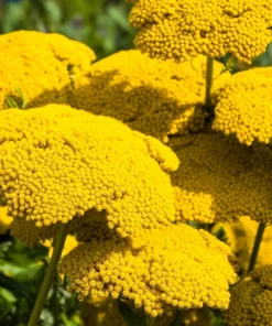 250 Golden Yellow Yarrow Achillea Filipendulina Flower Seeds - Outdoor Perennial - Image 1