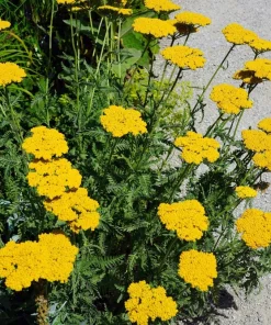 250 Golden Yellow Yarrow Seeds - Achillea Filipendulina Flower Seeds - Image 10