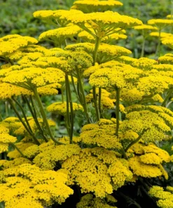 250 Golden Yellow Yarrow Seeds - Achillea Filipendulina Flower Seeds - Image 2