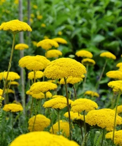 250 Golden Yellow Yarrow Seeds - Achillea Filipendulina Flower Seeds - Image 3