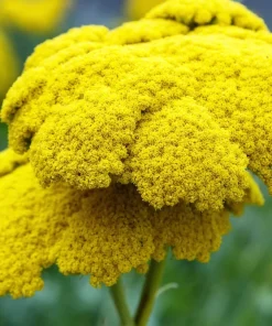 250 Golden Yellow Yarrow Seeds - Achillea Filipendulina Flower Seeds - Image 4