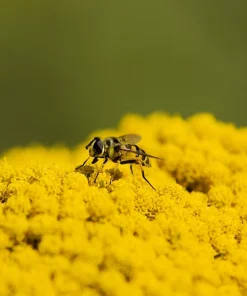 250 Golden Yellow Yarrow Seeds - Achillea Filipendulina Flower Seeds - Image 8