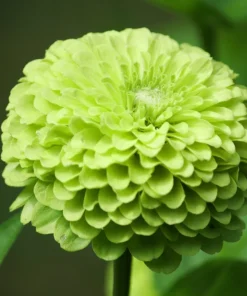 250 Green Envy Zinnia Elegans Heirloom Seeds - Chartreuse Double Flowers - Image 2