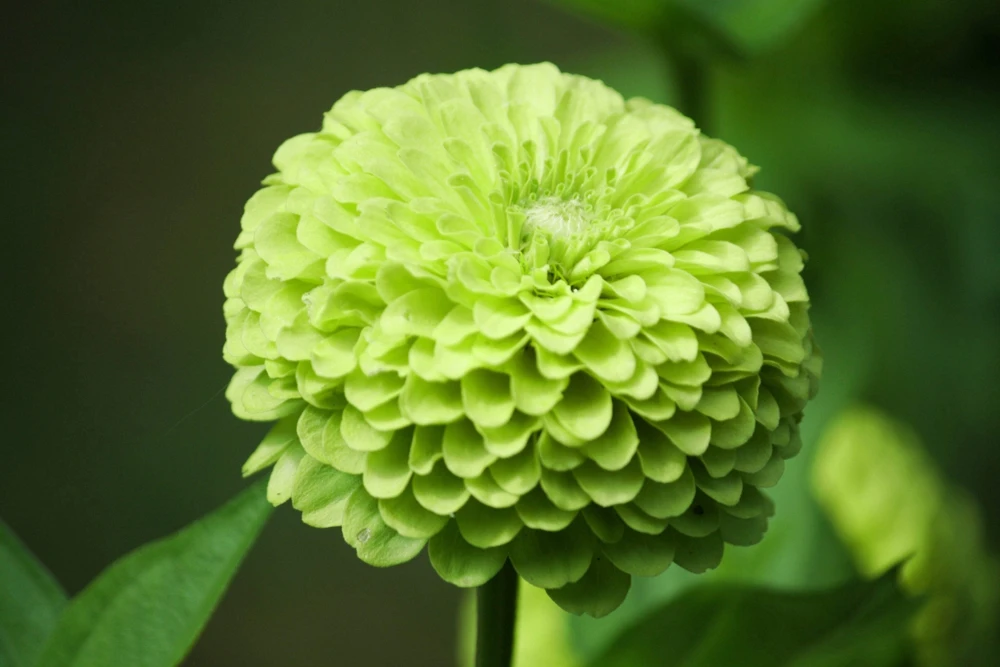 250 Green Envy Zinnia Elegans Heirloom Seeds - Chartreuse Double Flowers - Image 2