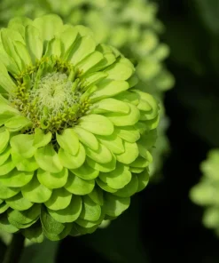 250 Green Envy Zinnia Elegans Heirloom Seeds - Chartreuse Double Flowers - Image 3