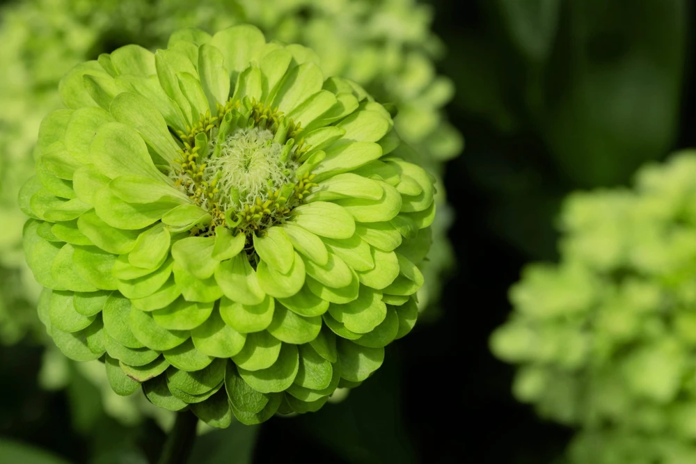 250 Green Envy Zinnia Elegans Heirloom Seeds - Chartreuse Double Flowers - Image 3
