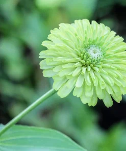 250 Green Envy Zinnia Elegans Heirloom Seeds - Chartreuse Double Flowers - Image 4