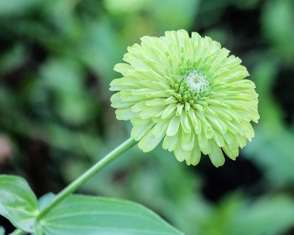 250 Green Envy Zinnia Elegans Heirloom Seeds - Chartreuse Double Flowers - Image 4