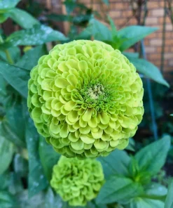 250 Green Envy Zinnia Elegans Heirloom Seeds - Chartreuse Double Flowers - Image 5