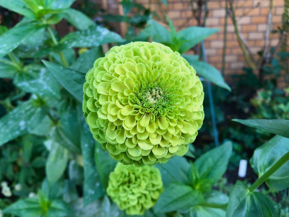 250 Green Envy Zinnia Elegans Heirloom Seeds - Chartreuse Double Flowers - Image 5