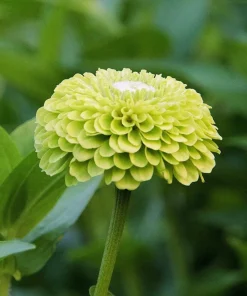 250 Green Envy Zinnia Elegans Heirloom Seeds - Chartreuse Double Flowers - Image 6