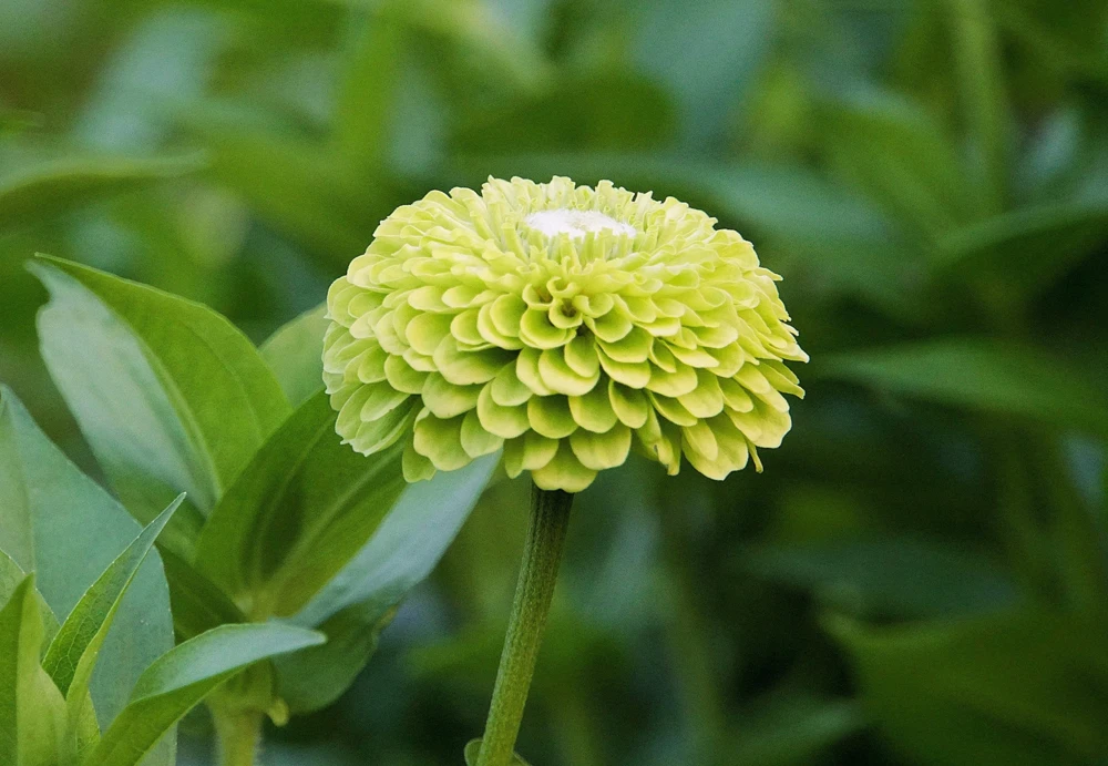 250 Green Envy Zinnia Elegans Heirloom Seeds - Chartreuse Double Flowers - Image 6