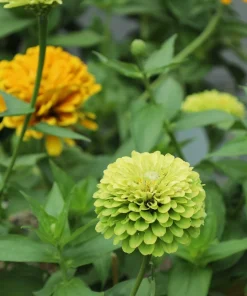 250 Green Envy Zinnia Elegans Heirloom Seeds - Chartreuse Double Flowers - Image 7