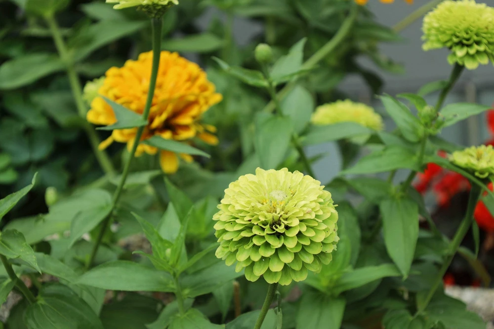 250 Green Envy Zinnia Elegans Heirloom Seeds - Chartreuse Double Flowers - Image 7