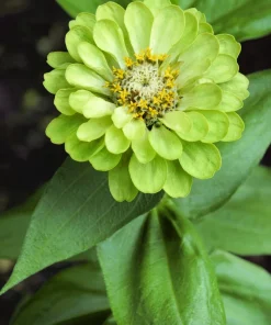 250 Green Envy Zinnia Elegans Heirloom Seeds - Chartreuse Double Flowers - Image 8