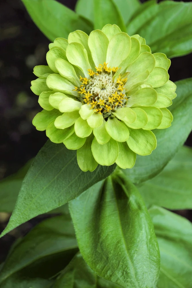 250 Green Envy Zinnia Elegans Heirloom Seeds - Chartreuse Double Flowers - Image 8