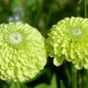 250 Green Envy Zinnia Elegans Heirloom Seeds - Chartreuse Double Flowers - Image 1
