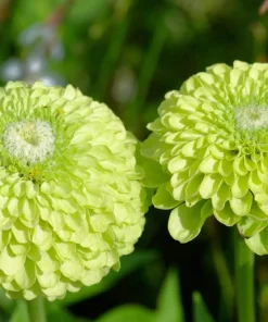 250 Green Envy Zinnia Elegans Heirloom Seeds - Chartreuse Double Flowers - Image 1